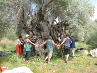 Tanz um 3000-jährige Olive