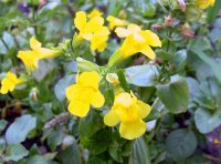 Bachblüte Mimulus