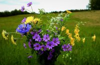 Flowers-Pixabay