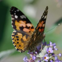 Schmetterling_CBetz