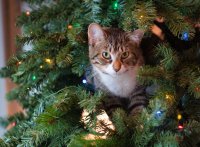 Weihnachtsbaum mit Katze-unsplash.com