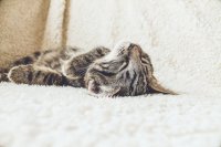 Katze entspannt-Erik-Jan-Leusink/Unsplash.com