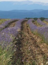 Provence