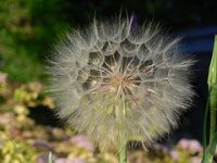 Löwenzahn-Pusteblume