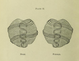 Das Herz / Annie Besant & Charles Leadbeater, Occult Chemistry, 1908, Public Domain. Quelle: The Public Domain Review.