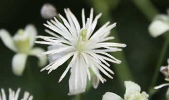 Clematis