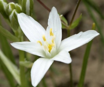 star-of-bethlehem