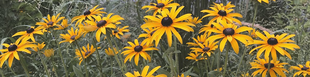 Sommerblumen_2023